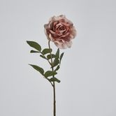 Dusty Pink Rose