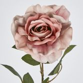 Dusty Pink Rose