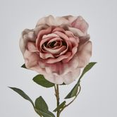 Dusty Pink Rose