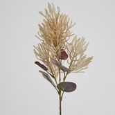 Beige Smoke Bush