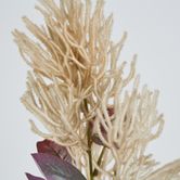 Beige Smoke Bush