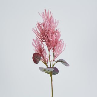 Hot Pink Magenta Smoke Bush