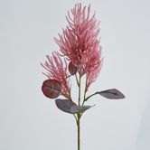 Hot Pink Magenta Smoke Bush