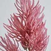 Hot Pink Magenta Smoke Bush