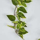 5ft Green Yellow Pothos Garland UV Protected