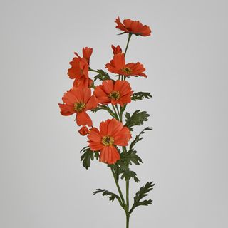 Orange Cosmos Spray by 3