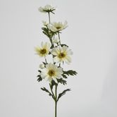 White Mexican Aster