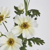 White Mexican Aster