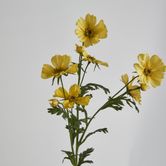 Yellow Mexican Aster