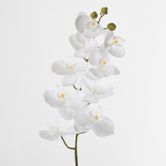 White Phalaenopsis Orchird Yellow Stamen