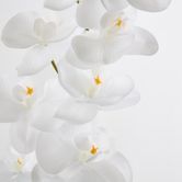 White Phalaenopsis Orchird Yellow Stamen