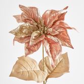 Poinsettia