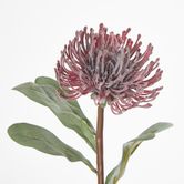 Burgundy Leucospermum