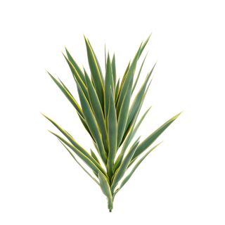 Yucca Head Green 78cm