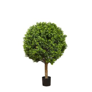 Boxwood Ball Tree 75cm