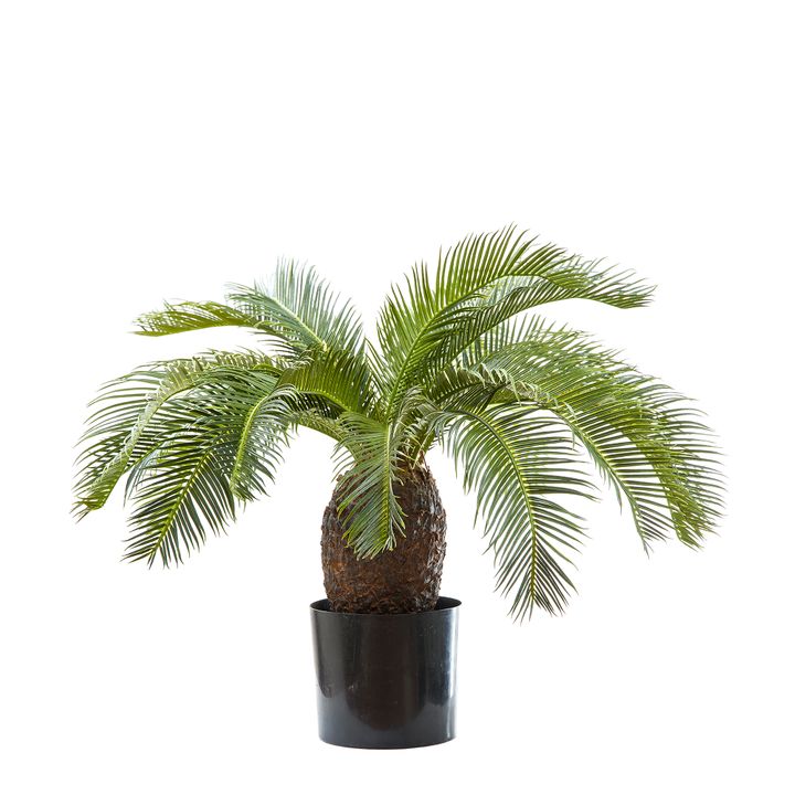 Cycad Palm 65cm