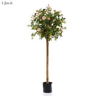 Diamond Rose Ball Tree Pink 1.2m