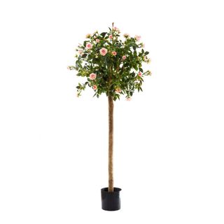 Diamond Rose Ball Tree Pink 1.2m