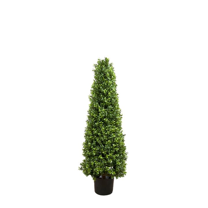 Boxwood Pyramid Tree 1m