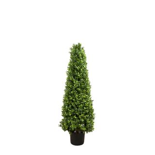 Boxwood Pyramid Tree 1m