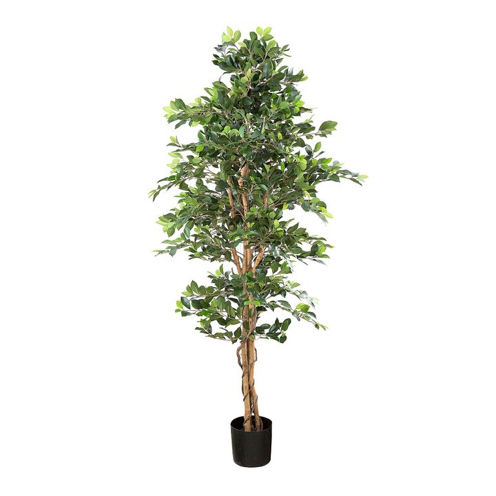 Ficus Retusa Bush Tree 1.8m