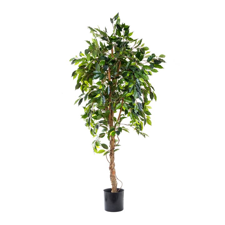 Ficus Vine Tree 1.8m