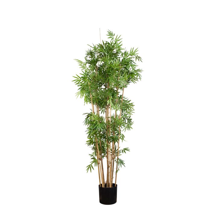 Japanese Bamboo Tree 1.6m