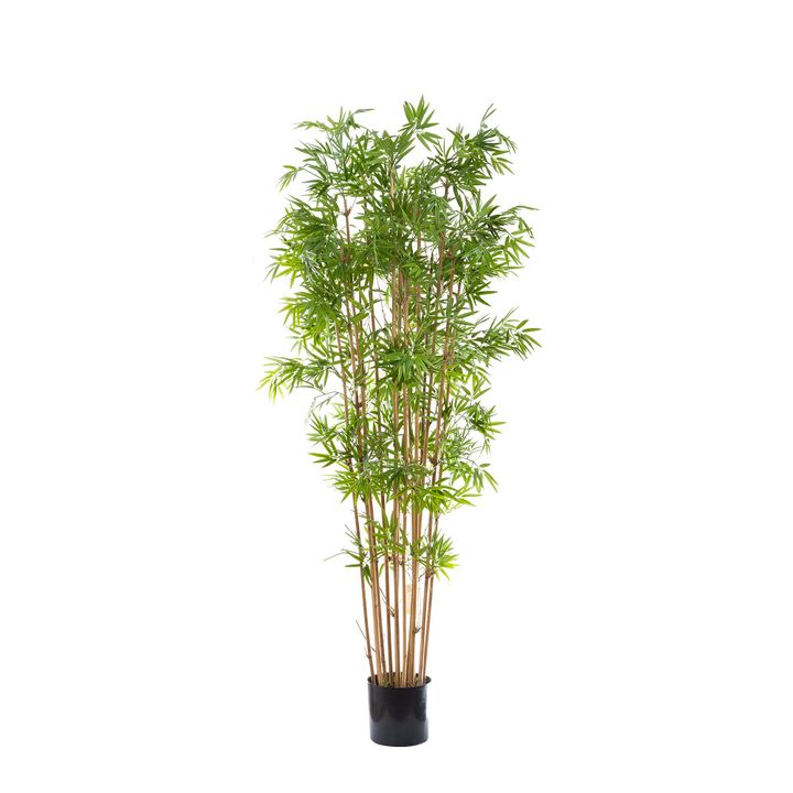 Japanese Bamboo Tree 1.9m