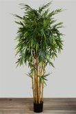 New Bamboo Tree 2.2m