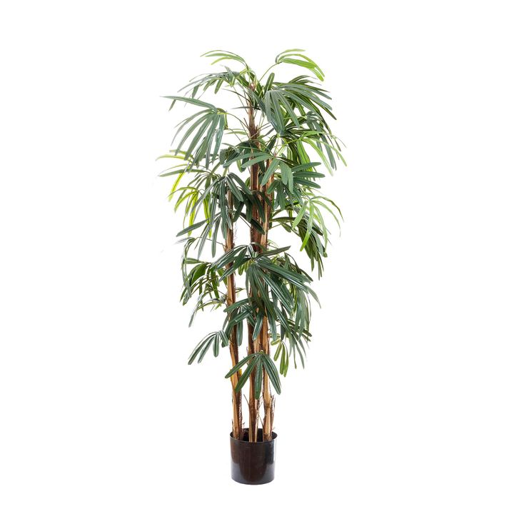 Raphis Palm Thin Leaf 1.7m