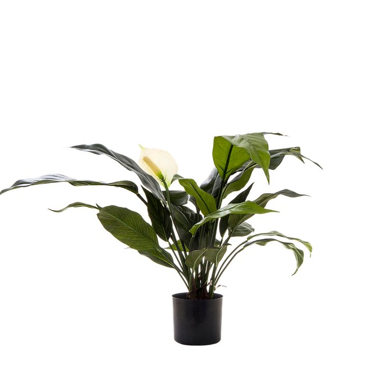 Spathiphyllum Lily White 53cm