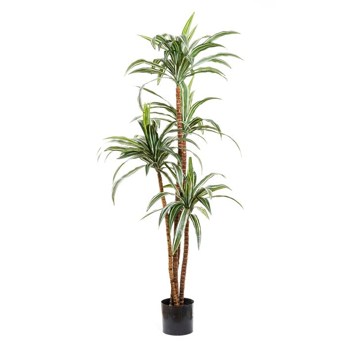 Variegated Dracaena 1.6m