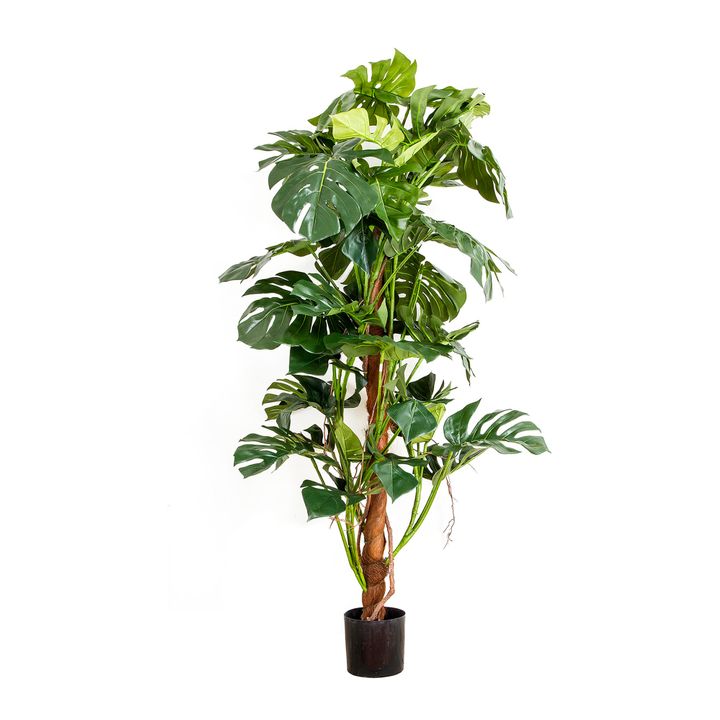 Split-Leaf Philodendron 1.5m