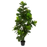 Fiddle Leaf Tree 175cm