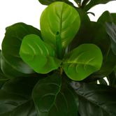 Fiddle Leaf Tree 175cm