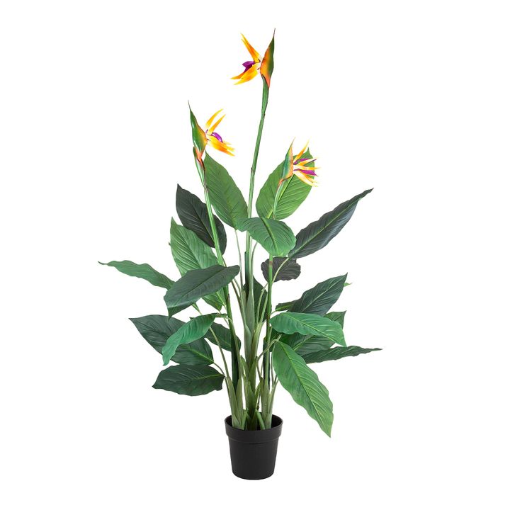 Flowering Bird of Paradise 150cm