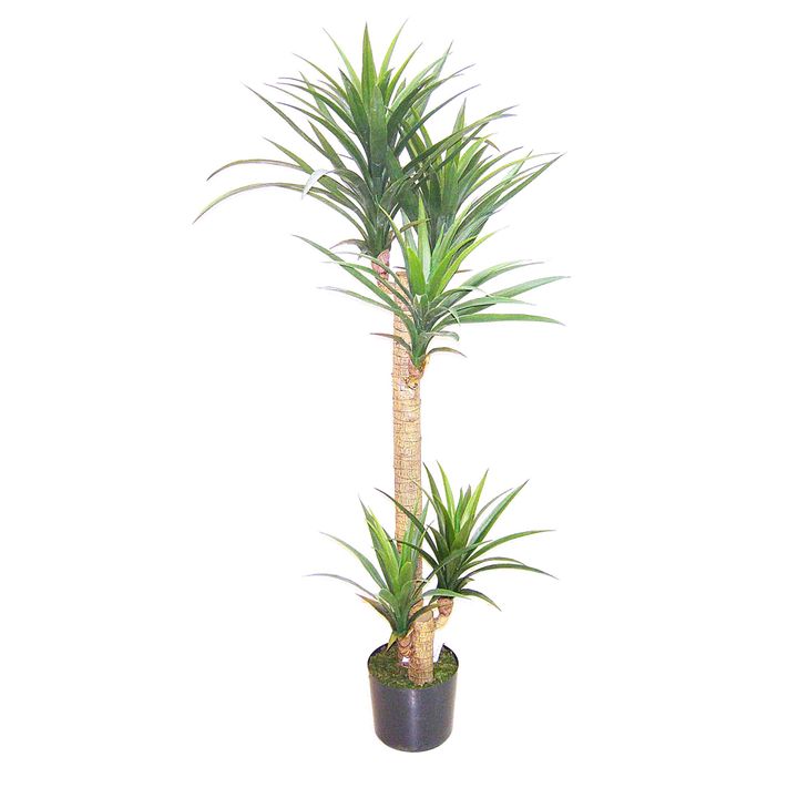 Yucca Head Tree in Plastic Pot 1.5m