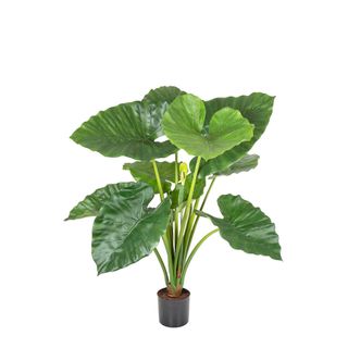 Alocasia Calidora Potted 80cm