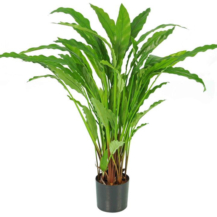 Calathea Potted Bush