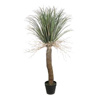 Grass Tree Large 2m