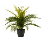 Boston Fern in Pot 55cm