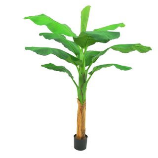 Royal Banana Tree 120cm