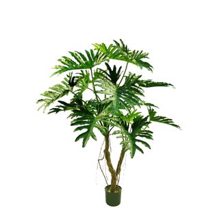 Philodendron Selloum Tree 140cm