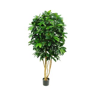 Schefflera Tree W/700 Leaves Green