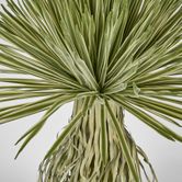 Variegated Grass Tree 60cm