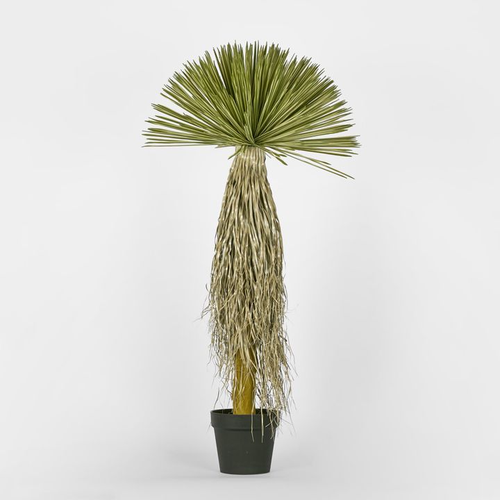 Variegated Grass Tree 120cm