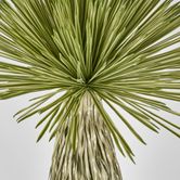 Variegated Grass Tree 120cm