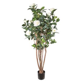 Camellia Japonica Tree White 1.6m