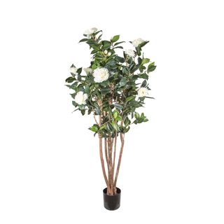 Camellia Japonica Tree White 1.6m