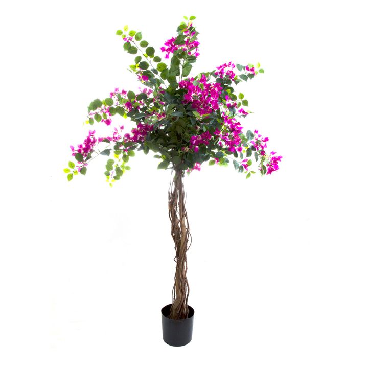 Bougainvillea Tree 1.6m